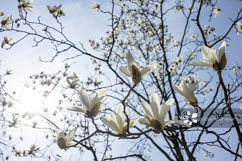 春天，玉兰花开满树图片素材