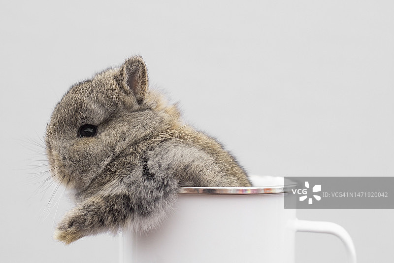 杯子里的兔子图片素材