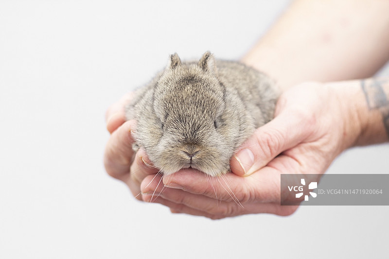 手中的兔子图片素材