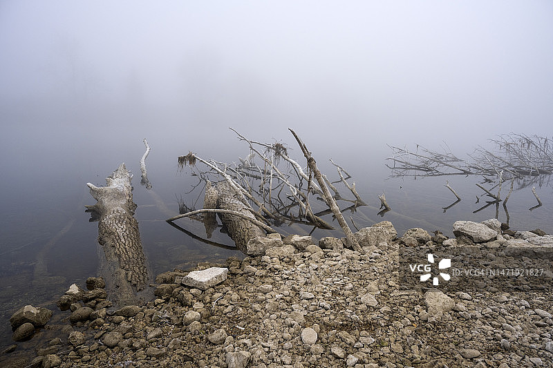 阿勒河上的雾中浮木图片素材
