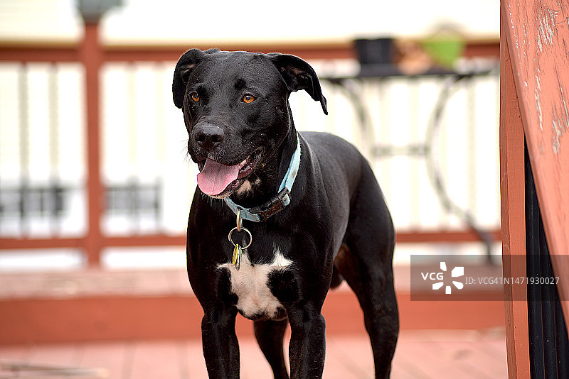 获救的2岁小狗图片素材