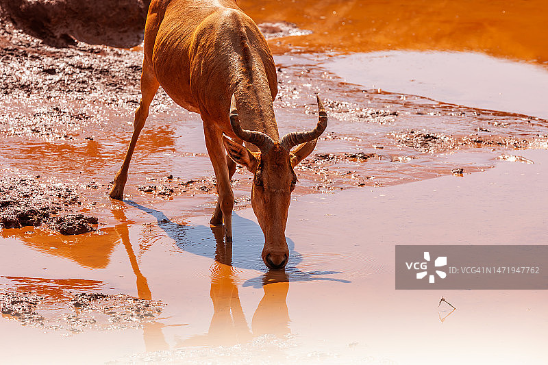 水坑边的狷羚图片素材