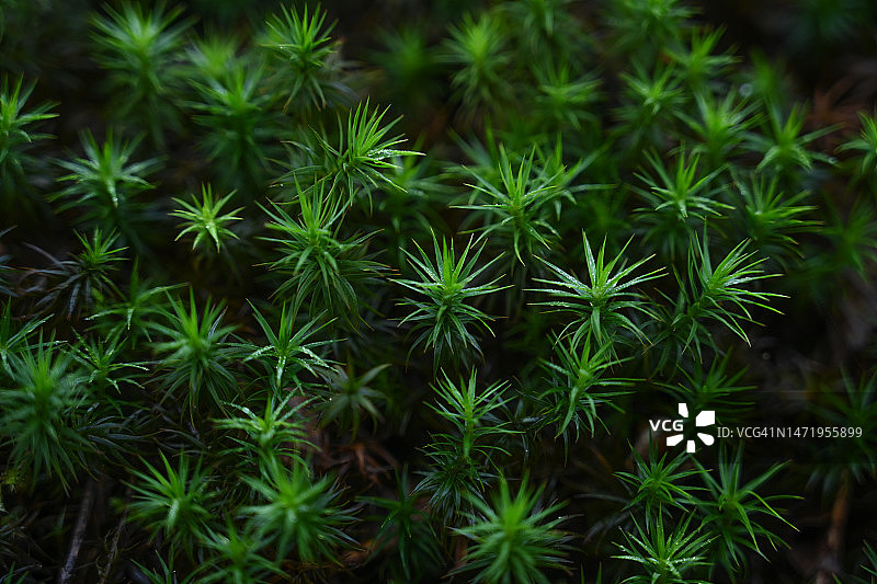 星星状的苔藓形成奇妙的图案图片素材