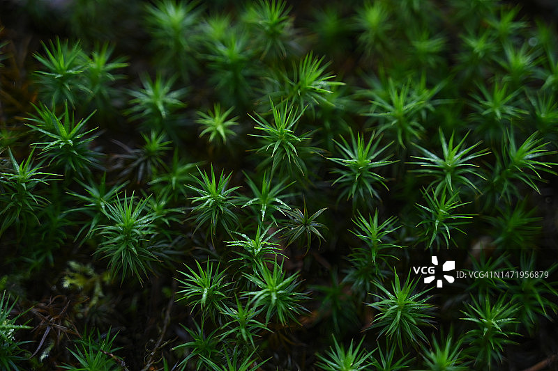 苔藓：桧叶金发藓图片素材
