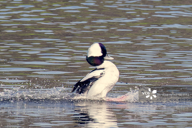 小绒球鸭雄鸭滑行停止图片素材