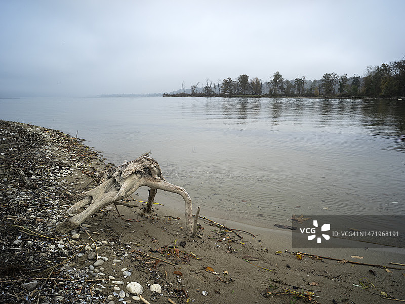 秋季哈内克水中的树干图片素材