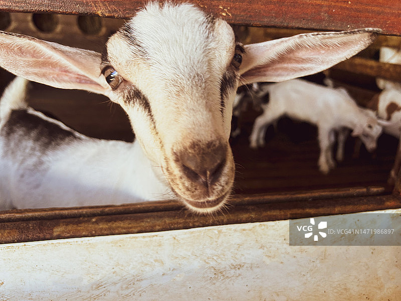 好奇的山羊图片素材