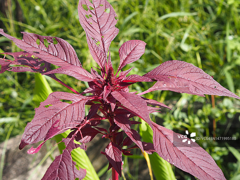 苋菜，苋科红色叶子蔬菜在花园中盛开，天然食品背景图片素材