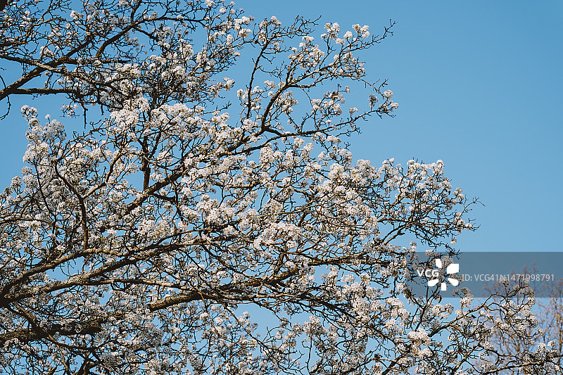 布拉德福梨树的白色花朵，映衬着蓝天图片素材