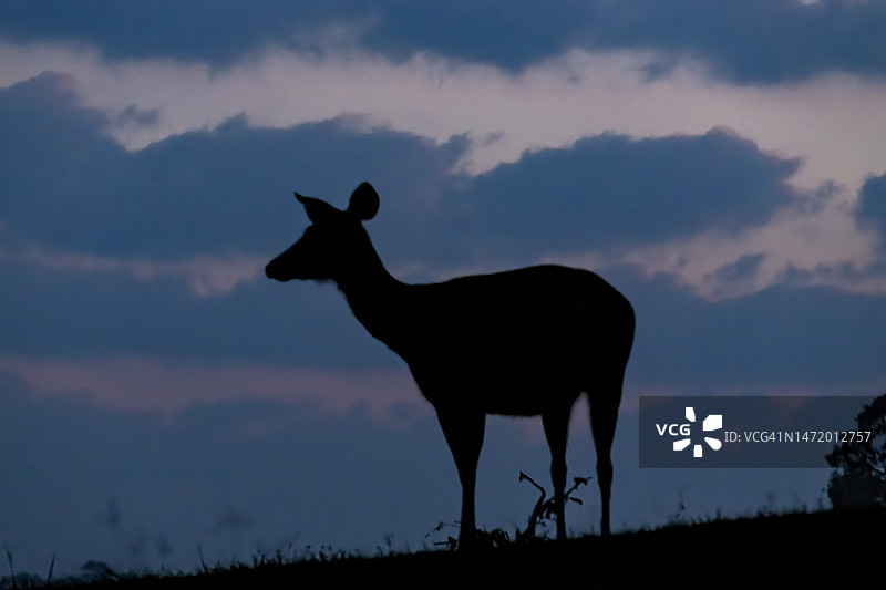 日出时分自然界中的水鹿（Rusa unicolor或Cervus unicolor）剪影图片素材