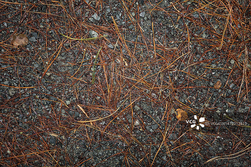 小路上的松针图片素材