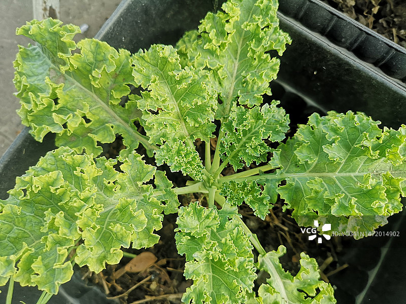 绿色甘蓝菜图片素材