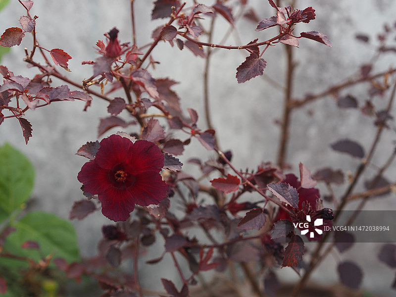 红花、洛神花，花园中红叶洛神葵树，锦葵科图片素材
