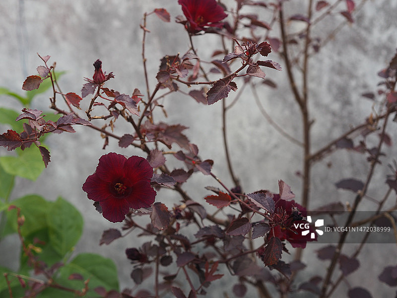 红花、洛神花，花园中红叶洛神葵树，锦葵科图片素材