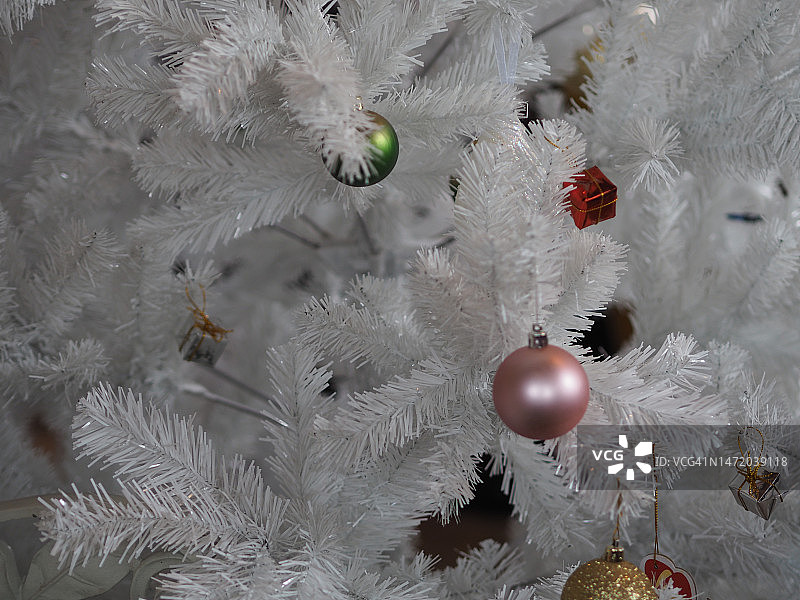 白色松树图片素材