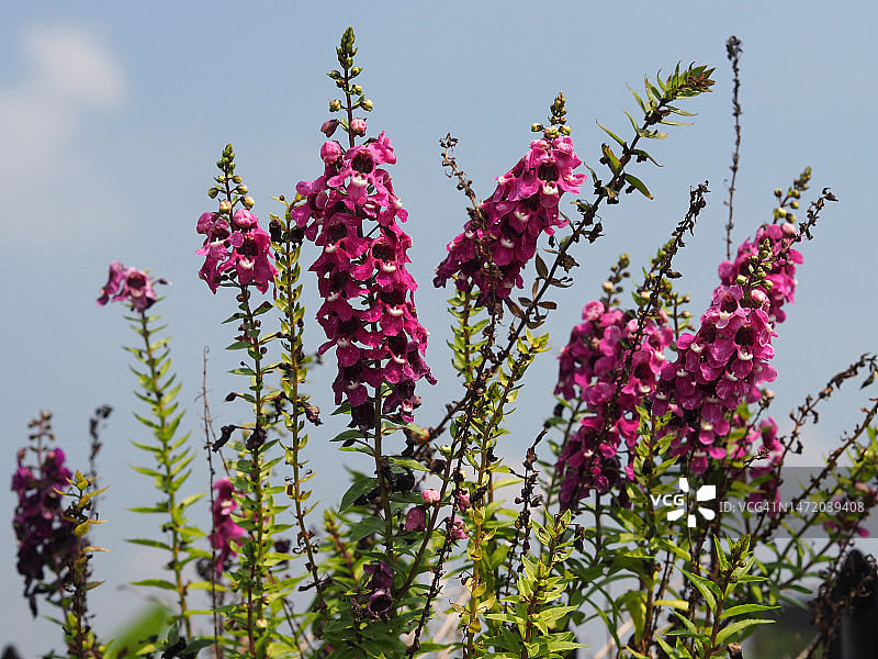 紫色勿忘我花图片素材