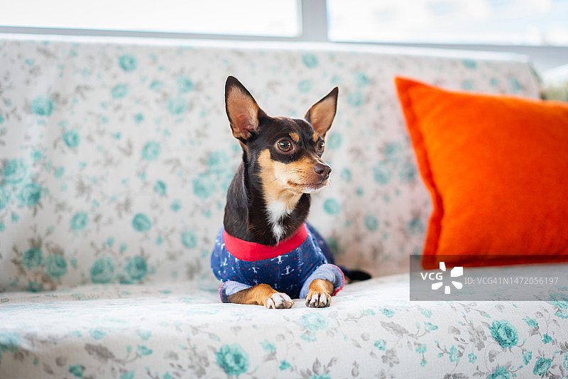 吉娃娃幼犬安静地坐在家里的沙发上图片素材