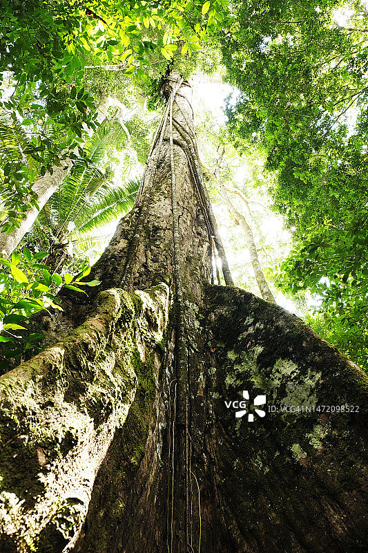 从地面仰望亚马逊大树图片素材