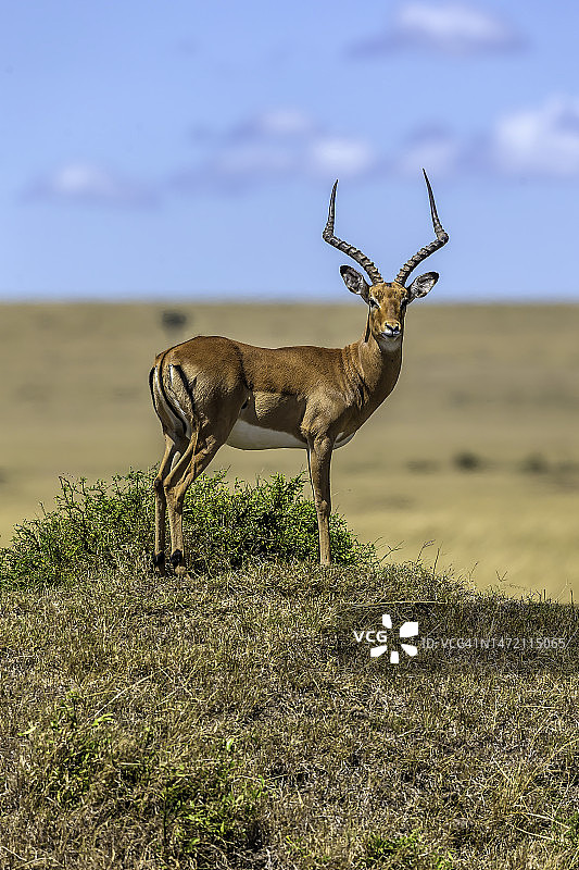 马赛马拉的雄性黑斑羚图片素材