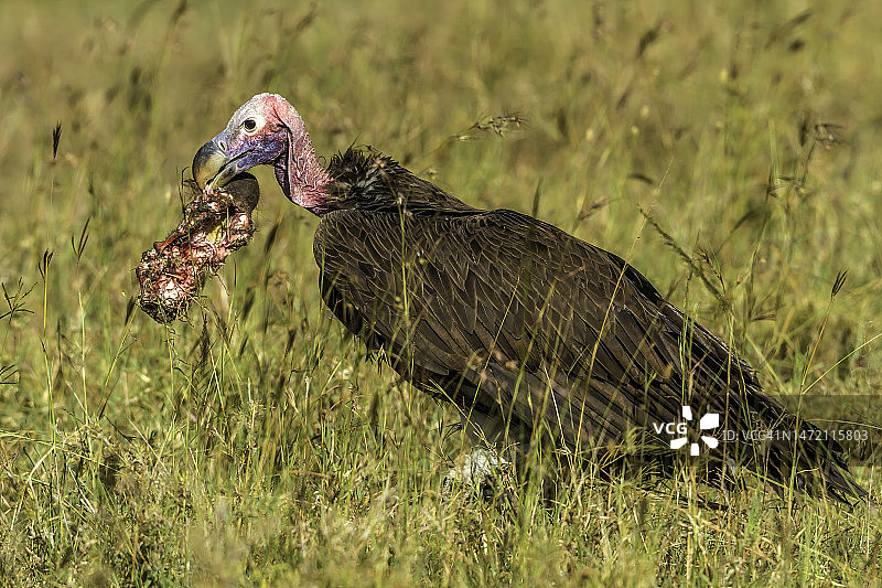 马赛马拉的努比亚秃鹫图片素材