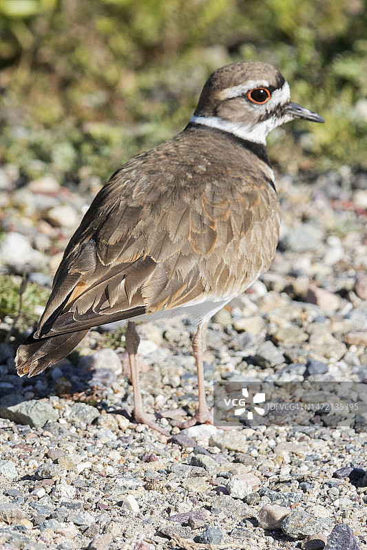 小水鸟图片素材