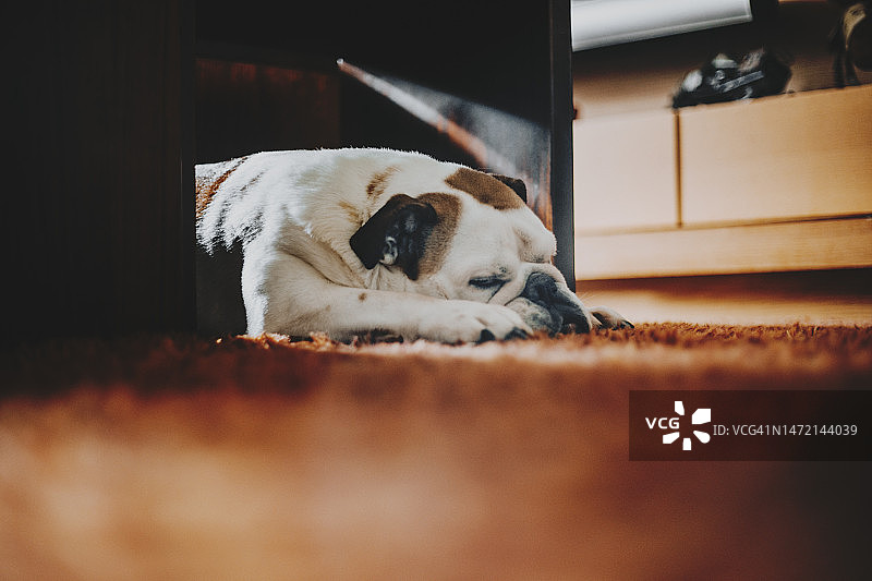 在在地上睡觉的狗图片素材