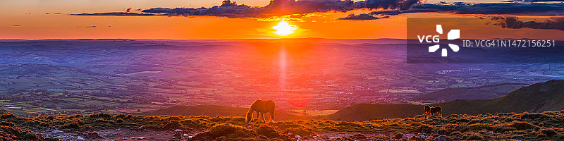 田园诗般的日落山脊夏季全景上吃草的野马驹图片素材