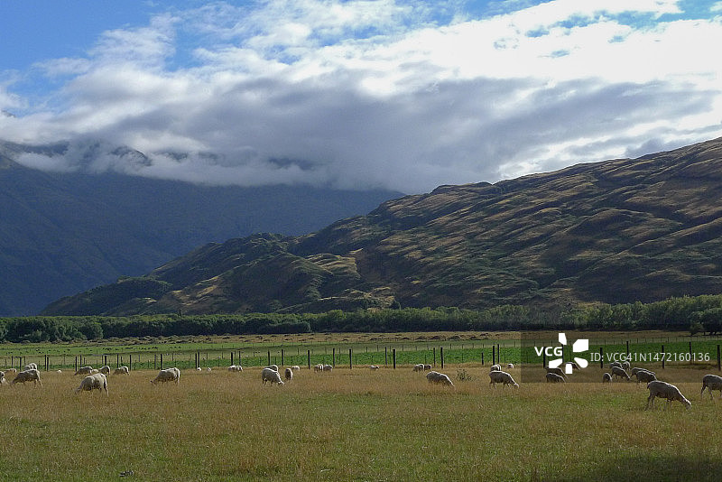 新西兰阿斯帕林山国家公园的绵羊图片素材