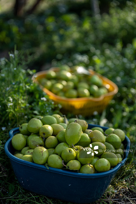 有机农场的绿色冬枣图片素材