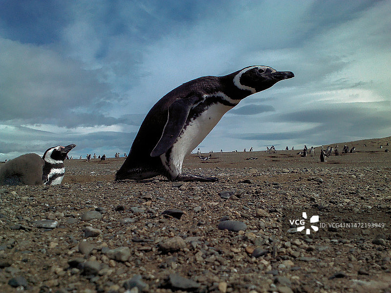 智利巴塔哥尼亚的野生动物图片素材
