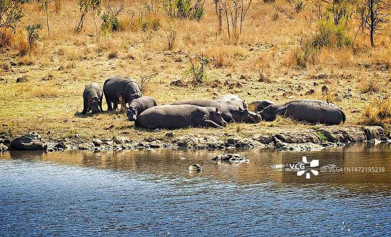 一群河马在河岸上休息图片素材
