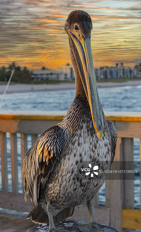 佛罗里达幼鸟褐鹈鹕图片素材