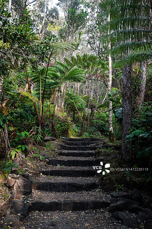 夏威夷火山雨林中的阶梯小径图片素材