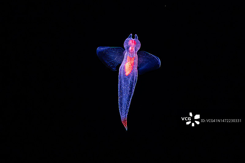 海天使图片素材