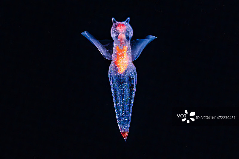 海天使图片素材