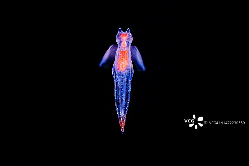 海天使图片素材