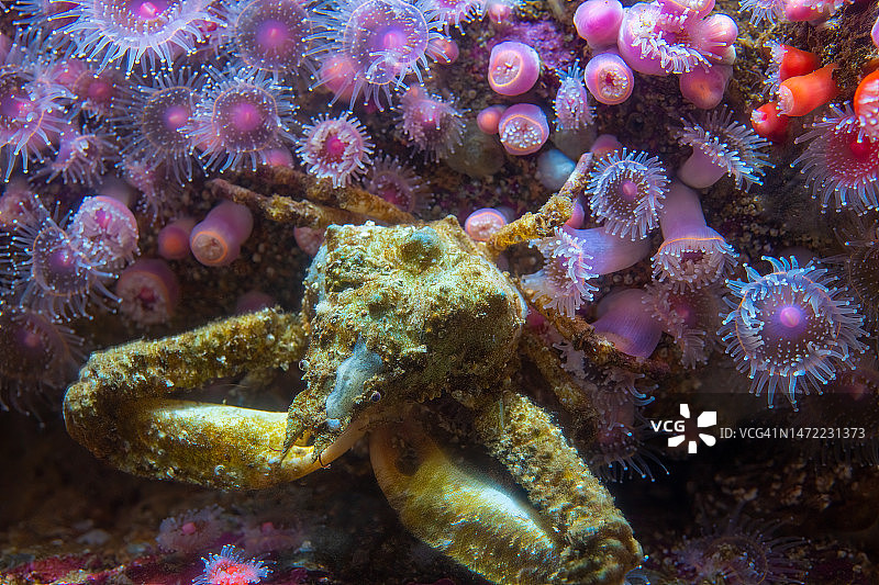 细额缘蟹图片素材