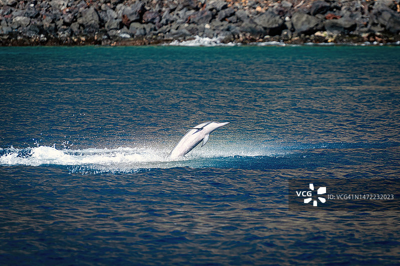 飞旋海豚图片素材