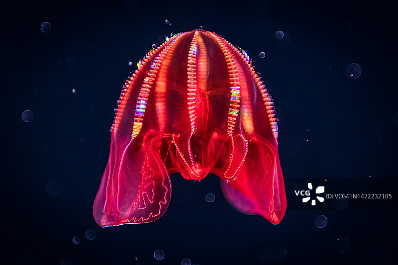 血腹栉水母图片素材