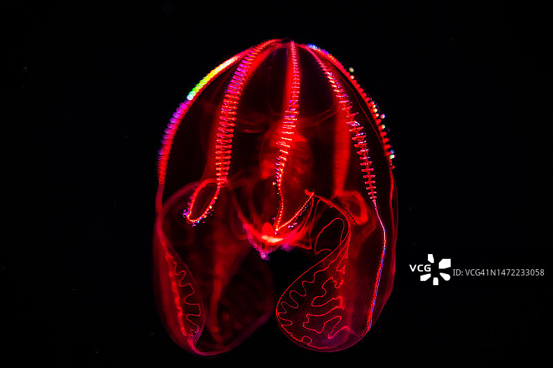 血腹栉水母图片素材