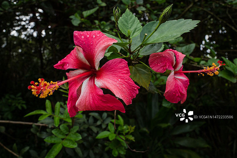 芙蓉花图片素材