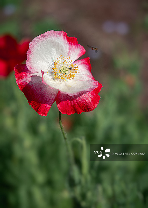 红白花瓣的杂色罂粟花特写图片素材