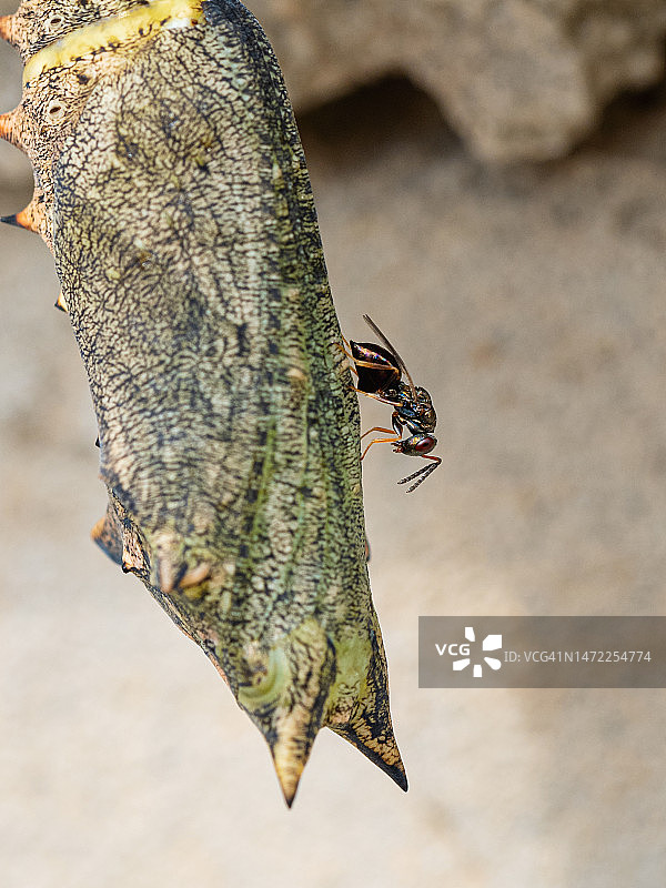 绿色蝴蝶蛹上的寄生蜂图片素材
