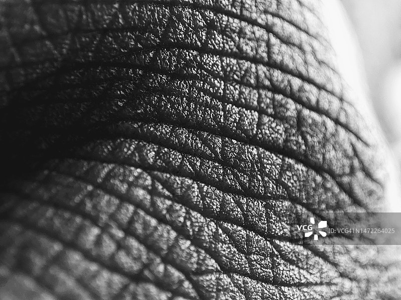 老年肌肤的艺术微距照片图片素材