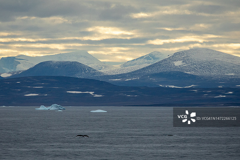 北极地区的弓头鲸图片素材