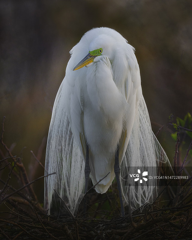 繁殖期的大白鹭图片素材