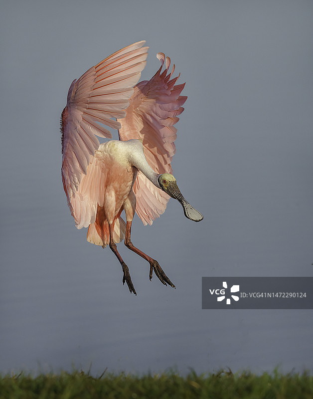 天使之翼玫瑰图片素材