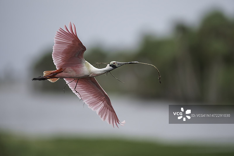 琵鹭特写图片素材