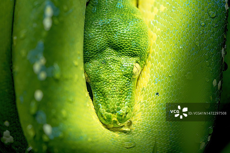 绿树蟒微距摄影，野生动物，蛇，皮肤上有水滴、鳞片和眼睛图片素材