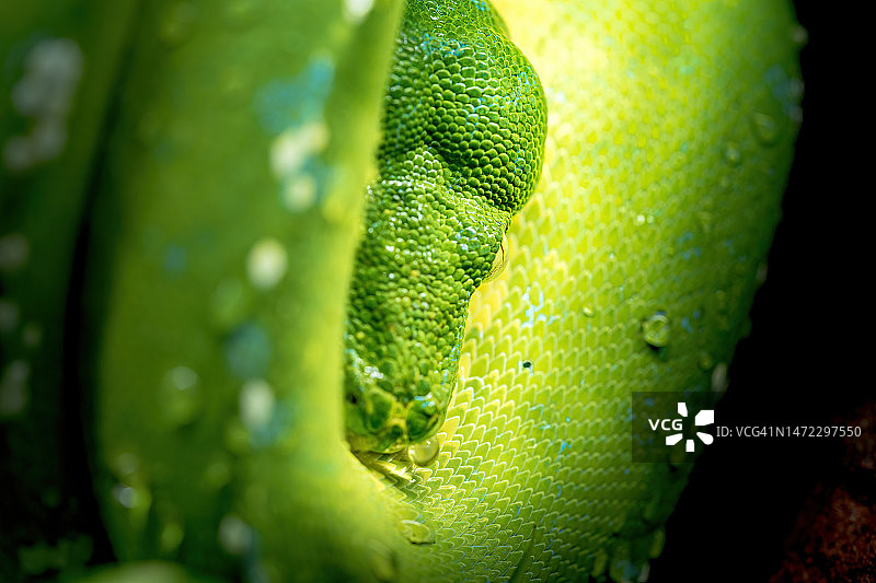 绿树蟒微距摄影，野生动物，蛇，皮肤上有水滴、鳞片和眼睛图片素材